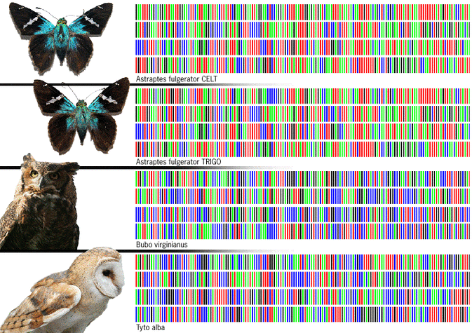 Uma comparação de códigos de barras de DNA em duas borboletas e duas espécies de coruja 